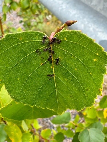 Schwarzgraue Wegameise - Bild 8