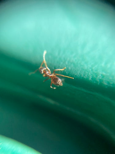 Schwarzgraue Wegameise - Bild 6