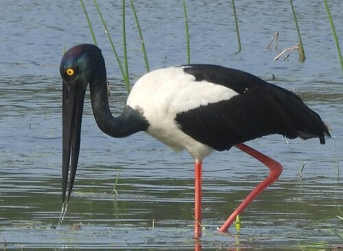 Schwarzhalsstorch — Bild 1 von 8