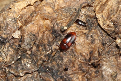 Schwarzkäfer — Bild 5