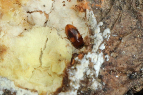 Schwarzkäfer — Bild 4