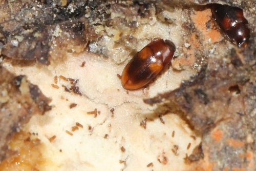 Schwarzkäfer — Bild 3