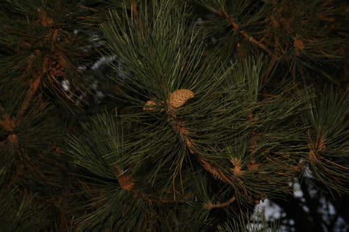 Schwarzkiefer — Bild 2