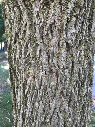 Schwarznuss — Bild 3