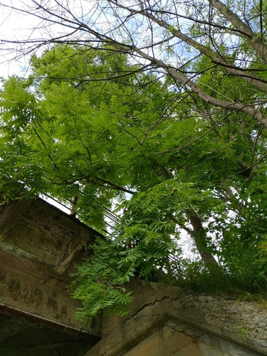 Schwarznuss — Bild 5