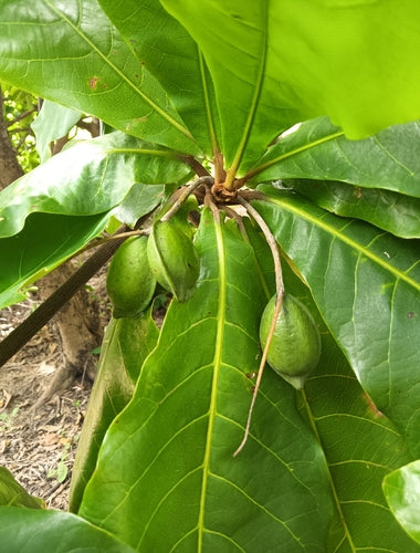Seemandelbaum — Bild 4