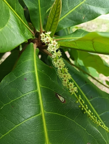 scindapsus variegata Scindapsus Peasun Variegata