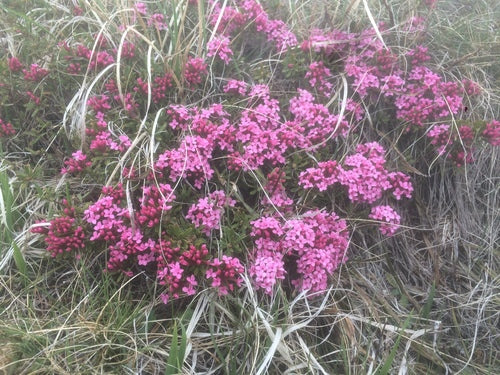 Seidelbast — Bild 5