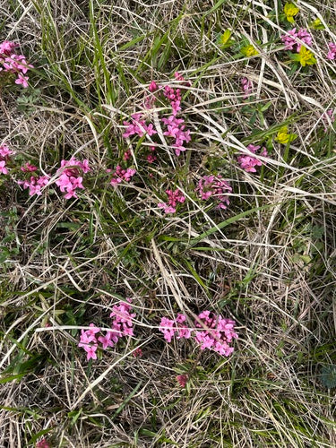 Seidelbast — Bild 2