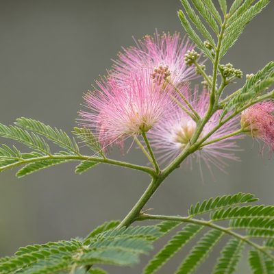 azalee düngen Color Plus – Dünger für Rhodo, Hortensien und Azaleen main image 1
