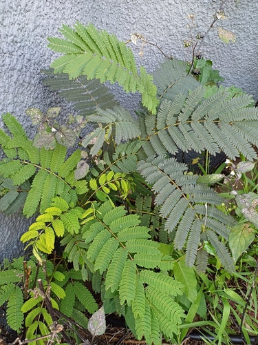 Seidenbaum — Bild 2