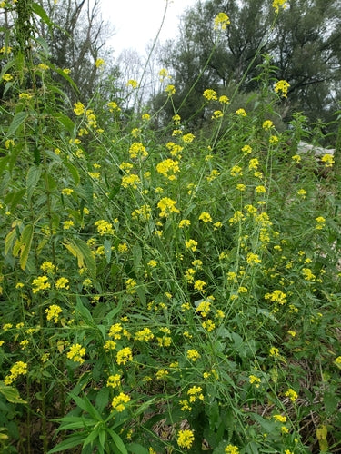Senfkohl — Bild 3 von 10