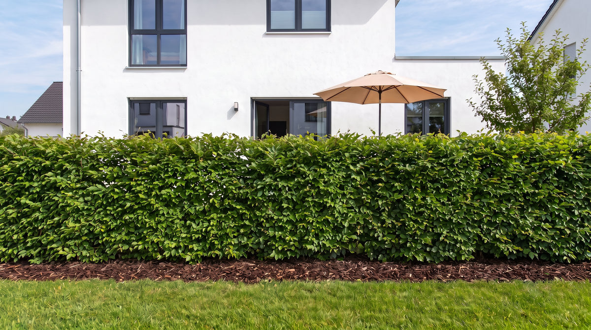 Rotbuche als 1,80 m hohe Hecke (Sommer) vor der Terrasse der Nachbarn – KI-Visualisierung