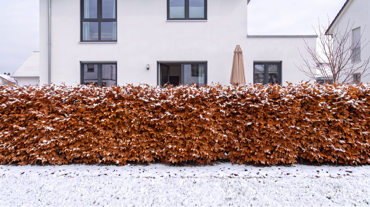 Rotbuche als 1,80 m hohe Hecke (Winter) vor der Terrasse der Nachbarn – KI-Visualisierung