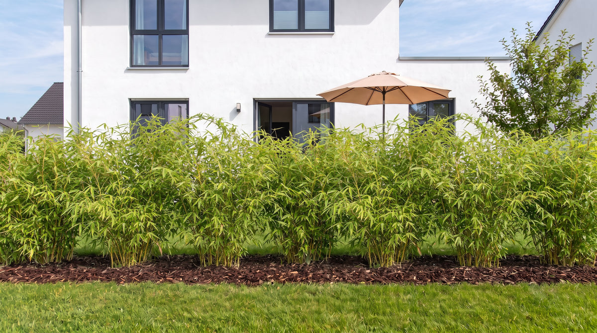 Schirmbambus als 1,80 m hohe Hecke (Sommer) vor der Terrasse der Nachbarn – KI-Visualisierung