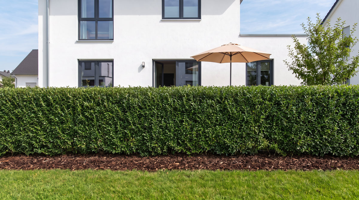 Liguster 'Atrovirens' als 1,80 m hohe Hecke (Sommer) vor der Terrasse der Nachbarn – KI-Visualisierung