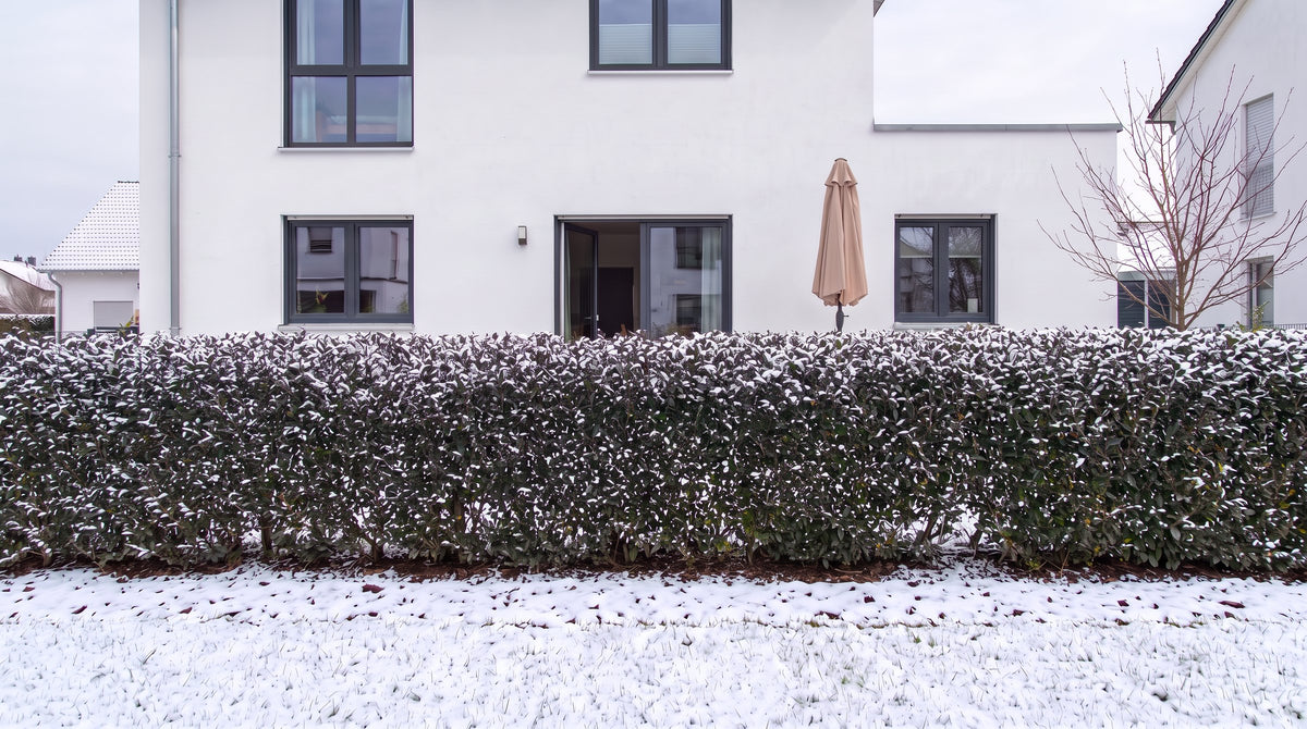 Liguster 'Atrovirens' als 1,80 m hohe Hecke (Winter) vor der Terrasse der Nachbarn – KI-Visualisierung