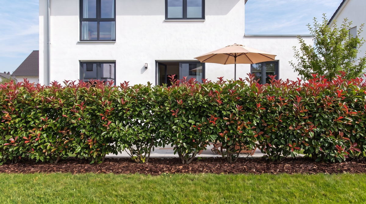 Glanzmispel 'Red Robin' als 1,80 m hohe Hecke (Sommer) vor der Terrasse der Nachbarn – KI-Visualisierung