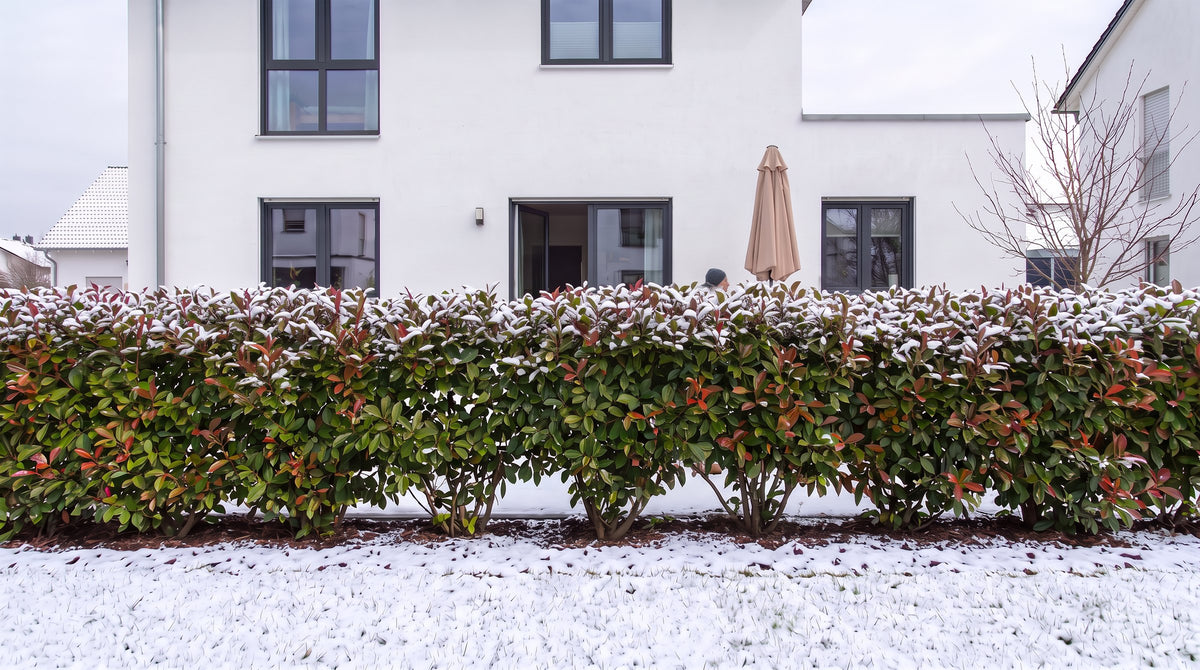 Glanzmispel 'Red Robin' als 1,80 m hohe Hecke (Winter) vor der Terrasse der Nachbarn – KI-Visualisierung