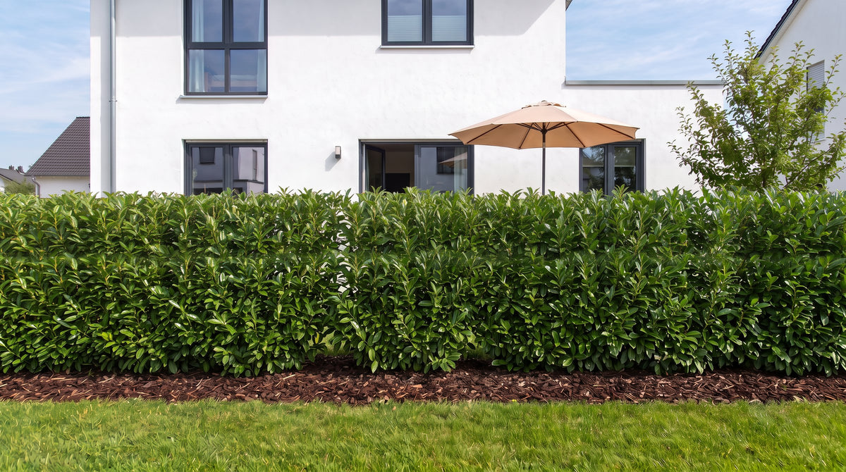 Kirschlorbeer als 1,80 m hohe Hecke (Sommer) vor der Terrasse der Nachbarn – KI-Visualisierung