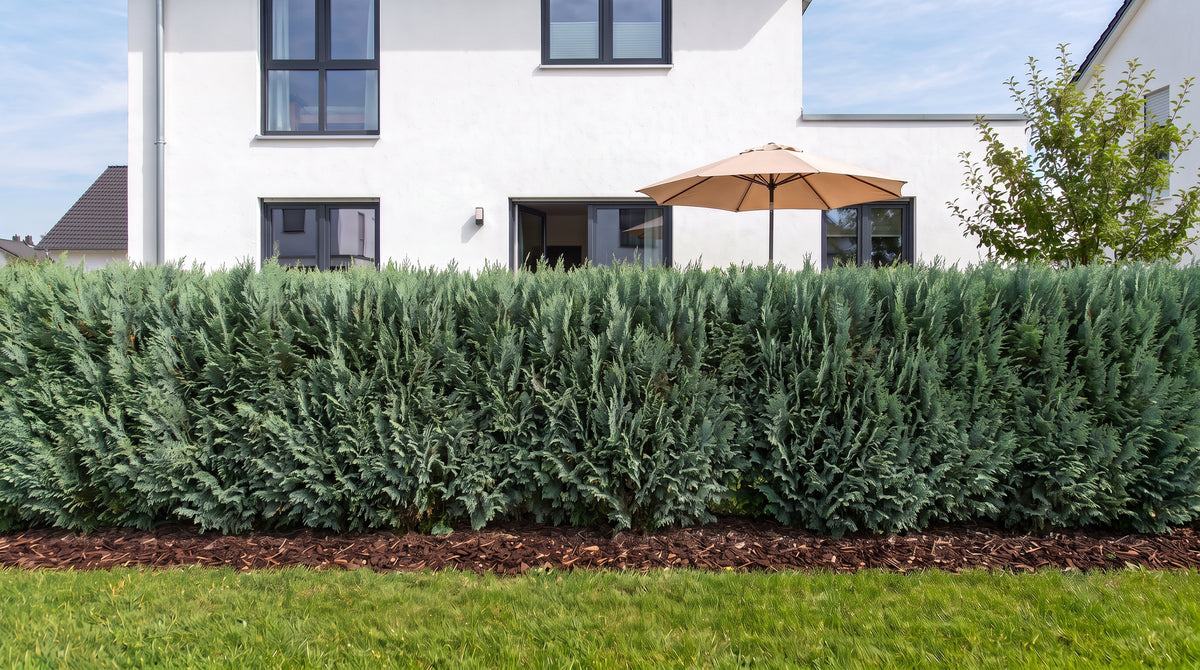 Leylandzypresse als 1,80 m hohe Hecke (Sommer) vor der Terrasse der Nachbarn – KI-Visualisierung