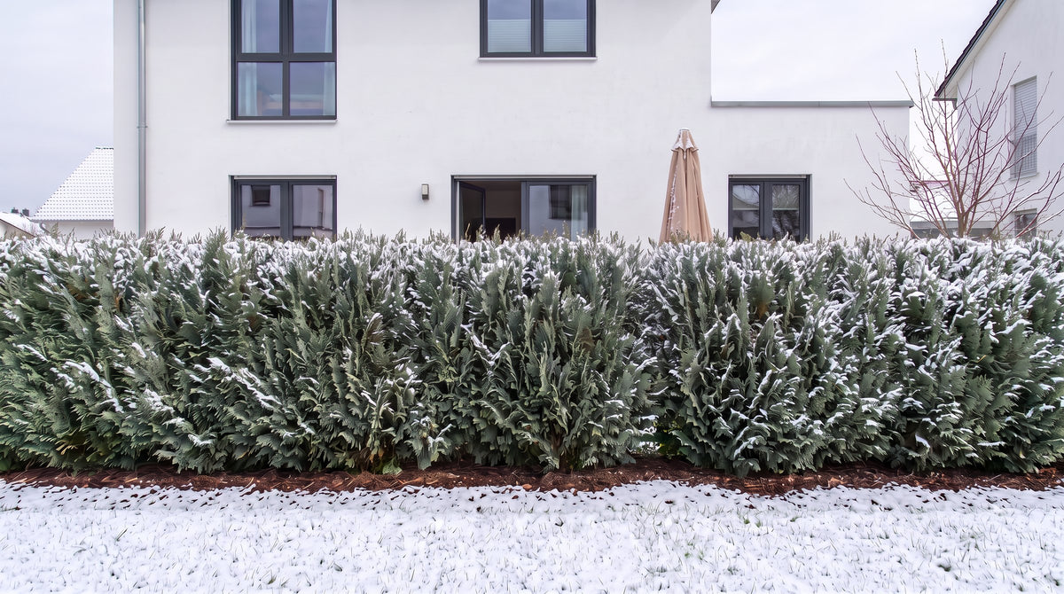 Leylandzypresse als 1,80 m hohe Hecke (Winter) vor der Terrasse der Nachbarn – KI-Visualisierung