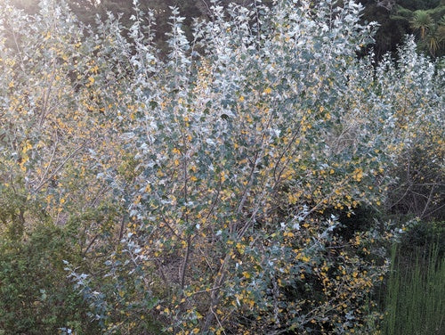Silberpappel — Bild 5