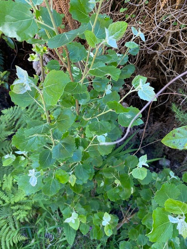 Silberpappel — Bild 4