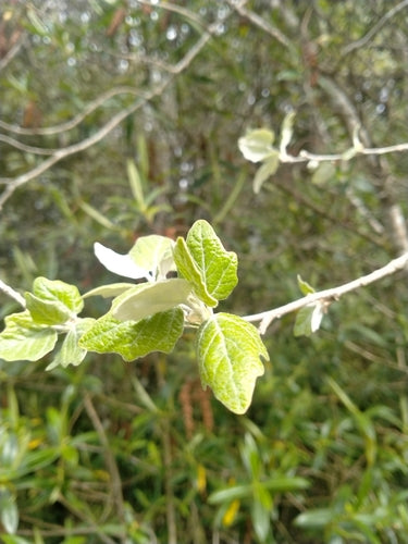 Silberpappel — Bild 2