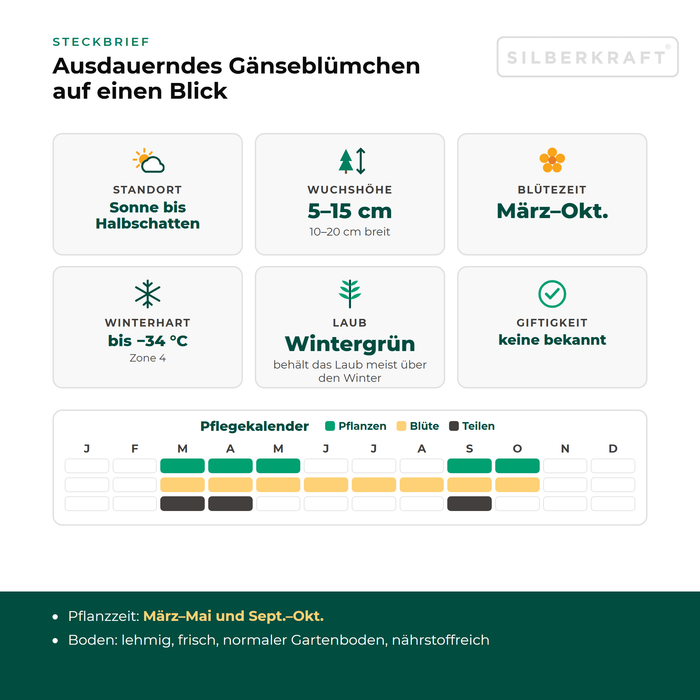 Steckbrief Ausdauerndes Gänseblümchen (Bellis perennis) mit Standort, Wuchshöhe, Winterhärte, Giftigkeit und Pflegekalender