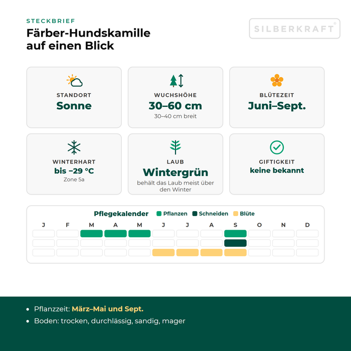Steckbrief Färber-Hundskamille (Anthemis tinctoria) mit Standort, Wuchshöhe, Winterhärte, Giftigkeit und Pflegekalender