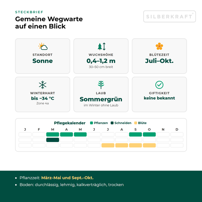 Steckbrief Gemeine Wegwarte (Cichorium intybus) mit Standort, Wuchshöhe, Winterhärte, Giftigkeit und Pflegekalender
