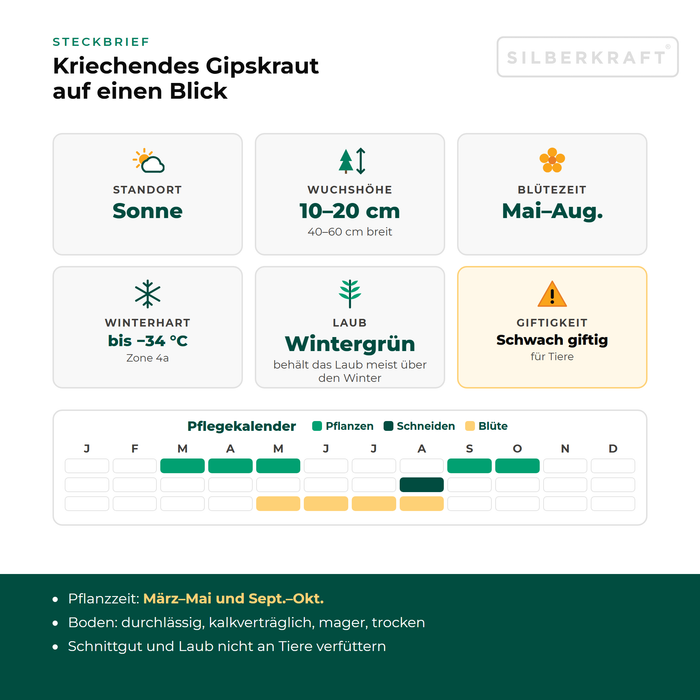 Steckbrief Kriechendes Gipskraut (Gypsophila repens) mit Standort, Wuchshöhe, Winterhärte, Giftigkeit und Pflegekalender
