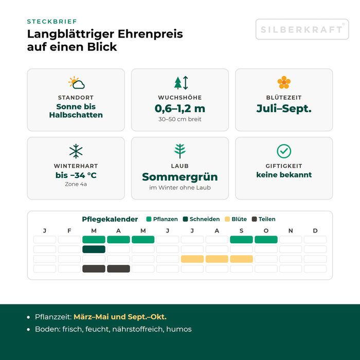 Steckbrief Langblättriger Ehrenpreis (Veronica maritima) mit Standort, Wuchshöhe, Winterhärte, Giftigkeit und Pflegekalender