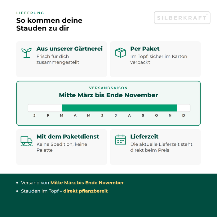 Lieferung Mehlige Königskerze: Paketversand im Topf aus unserer Gärtnerei, Versandsaison Mitte März bis Ende November