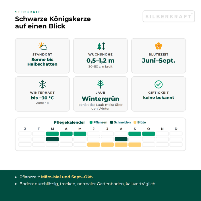 Steckbrief Schwarze Königskerze (Verbascum nigrum) mit Standort, Wuchshöhe, Winterhärte, Giftigkeit und Pflegekalender