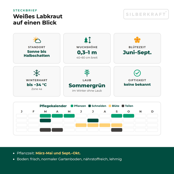 Steckbrief Weißes Labkraut (Galium album) mit Standort, Wuchshöhe, Winterhärte, Giftigkeit und Pflegekalender
