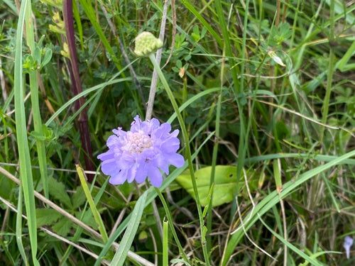Skabiose — Bild 3