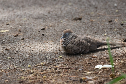 Sperbertäubchen — Bild 1 von 8