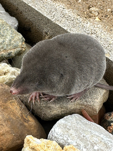 Spitzmäuse — Bild 5