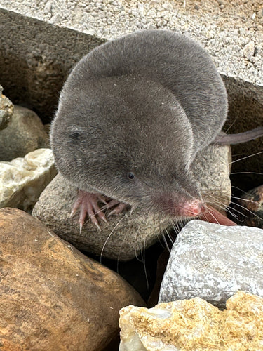 Spitzmäuse — Bild 3