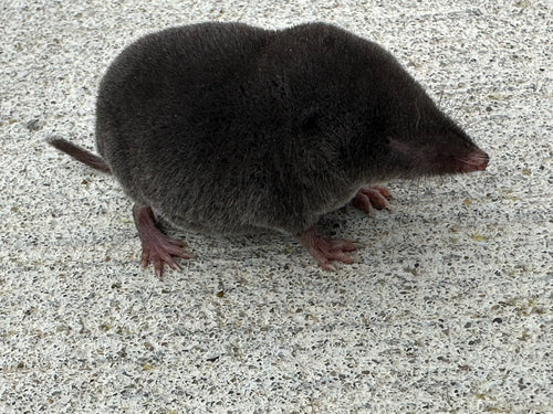 Spitzmäuse — Bild 4