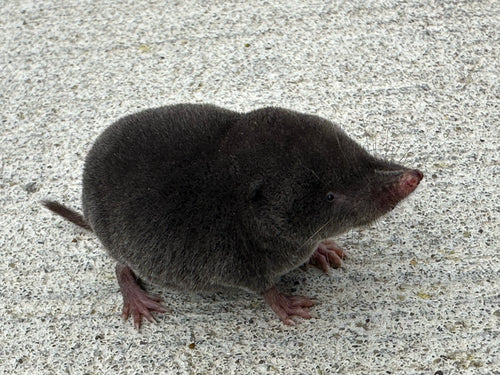 Spitzmäuse — Bild 2