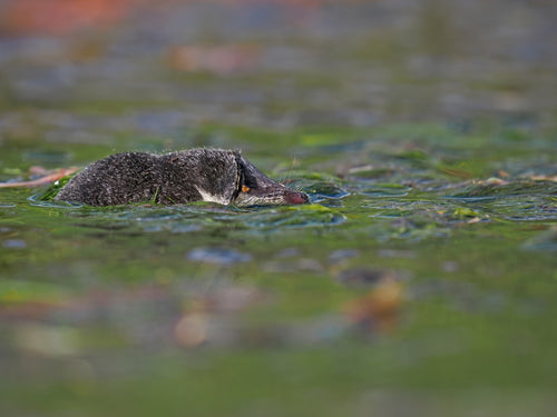 Spitzmäuse — Bild 1