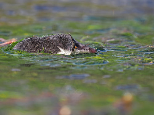 Spitzmäuse — Bild 3