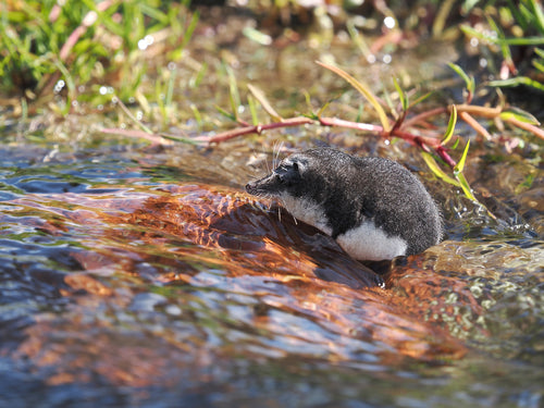 Spitzmäuse — Bild 5