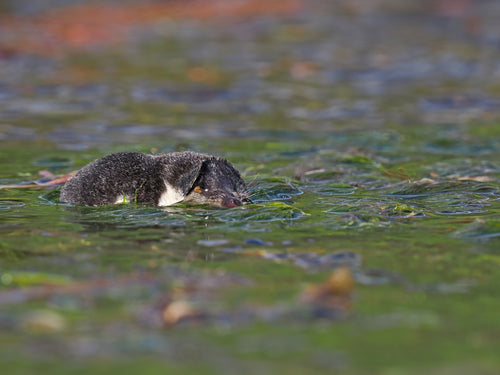 Spitzmäuse — Bild 6