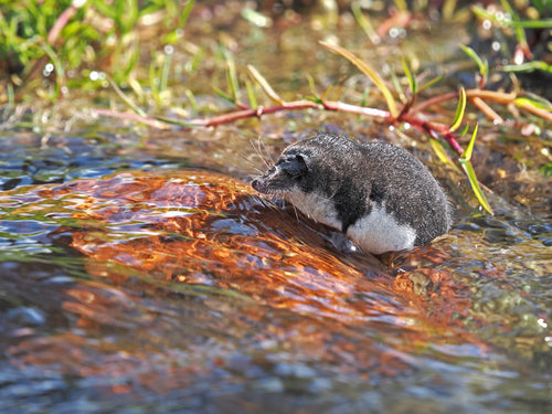 Spitzmäuse — Bild 4