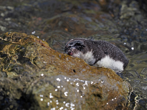 Spitzmäuse — Bild 2