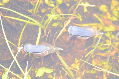 Spitzschlammschnecke — Bild 5